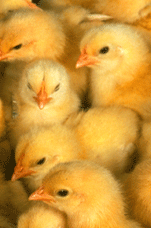 Chicks photo